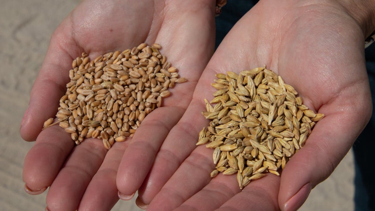 Cottonseed Cake vs Soybean Meal: A Cost-Effective Protein Alternative