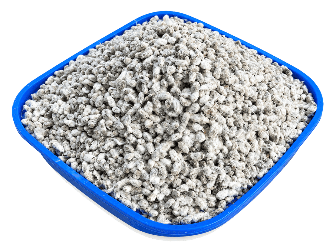 Whole cottonseed (binola) in a tray