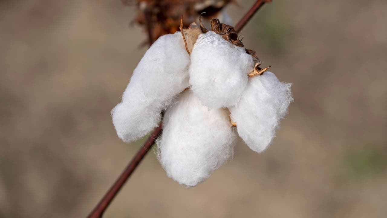 Whole Cottonseed: High-Protein, High-Energy Feed for Ruminants