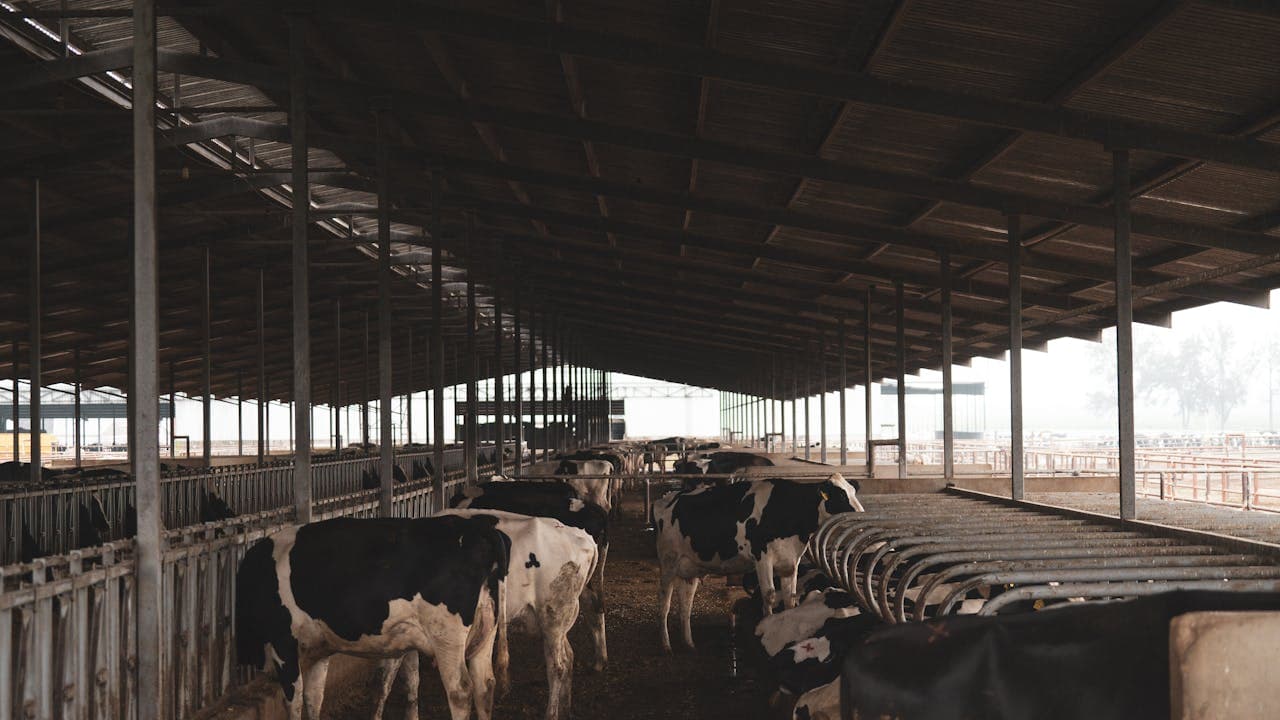 Starting a Dairy Farm in India: A Beginner's Guide for 2026