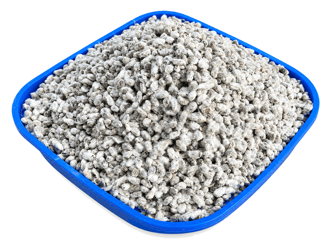 Whole cottonseed (binola) in a tray